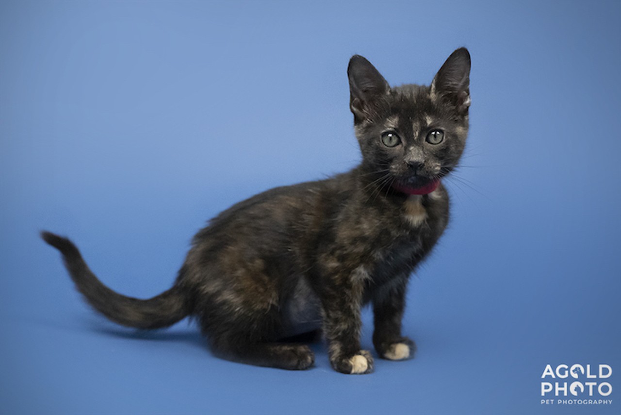 10 adoptable pets available right now in Tampa Bay