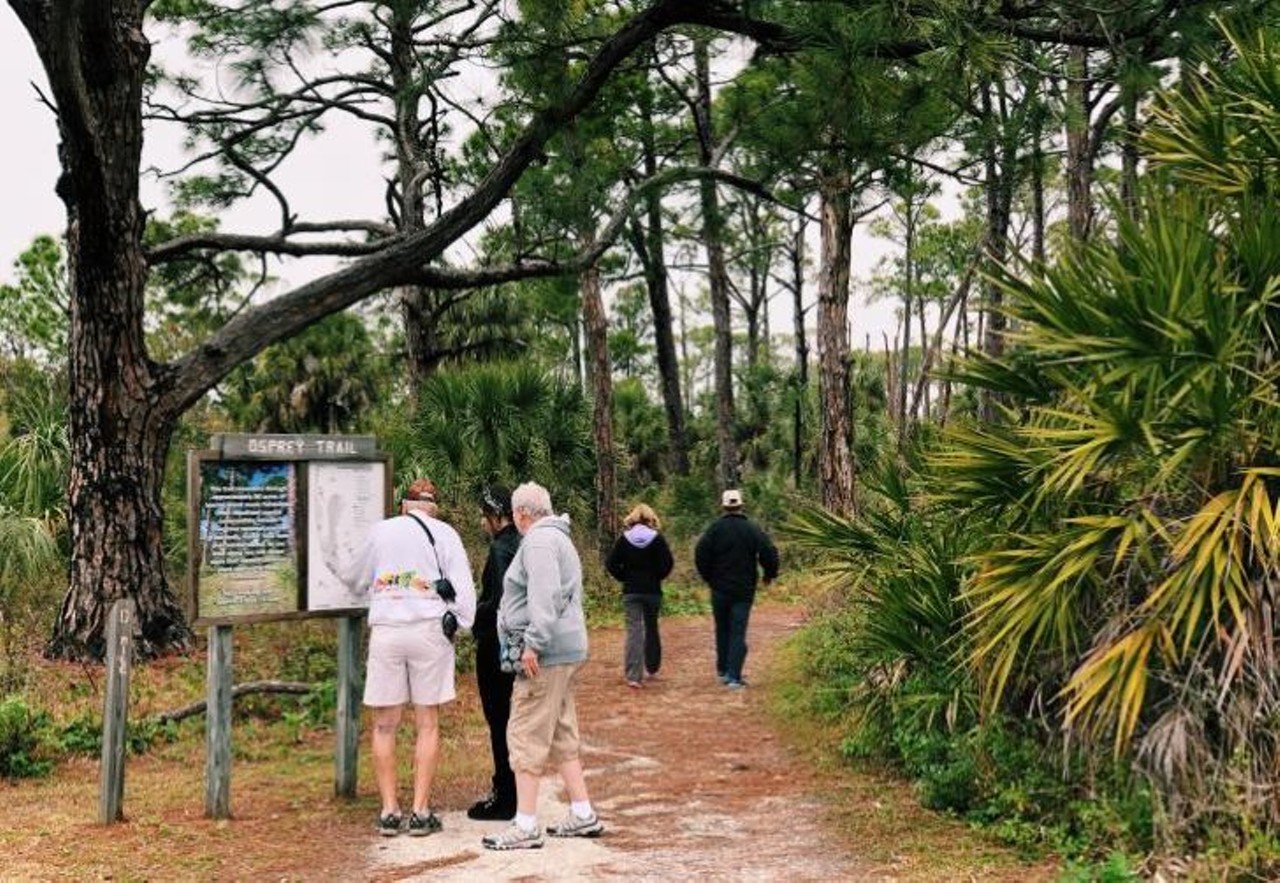 Osprey Trail at Honeymoon Island 
#1 Causeway Blvd., Dunedin
Take a stroll through roughly 2.5 miles of a slash pine trail at Honeymoon Island&#146;s Osprey Trail. The park is open daily from 8 a.m. until sunset. If you&#146;re in a car with up to 7 other friends, admission will set you back $8. Alternatively, you only have to pay $4 if you drive there by yourself, or $2 if you walk or bike to the park. Other than ospreys, visitors might come across gopher tortoises and armadillos.
Photo via Honeymoon Island website