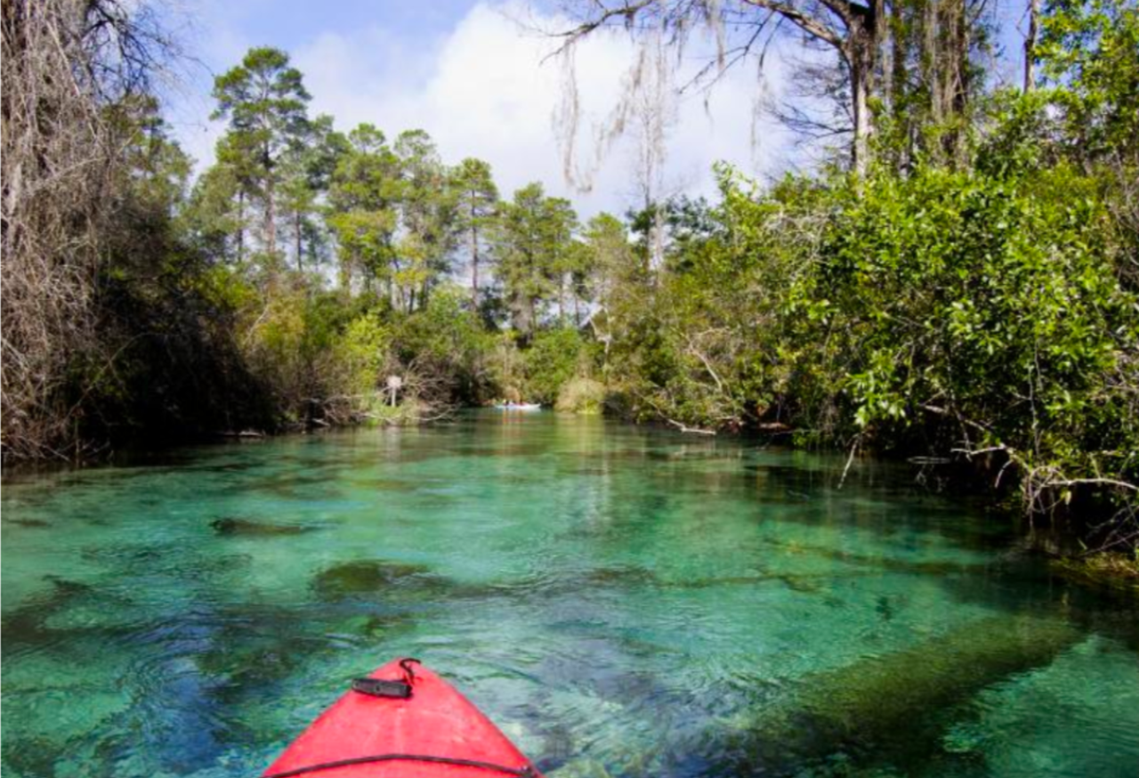 Make an RSVP for a float down Weeki Wachee
6131 Commercial Way, Weeki Wachee, (352) 592-5656
You can visit one of Florida&#146;s oldest roadside attractions at Weeki Wachee Springs State Park. Swim in the freshwater cave system or relax on land to do some wildlife watching.
Photos via State Parks website