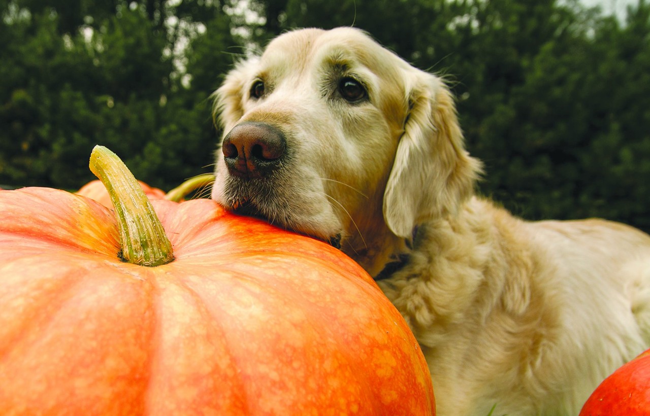 Humane Society Pumpkin Patch
Open until October 30.
Photo via Pxhere