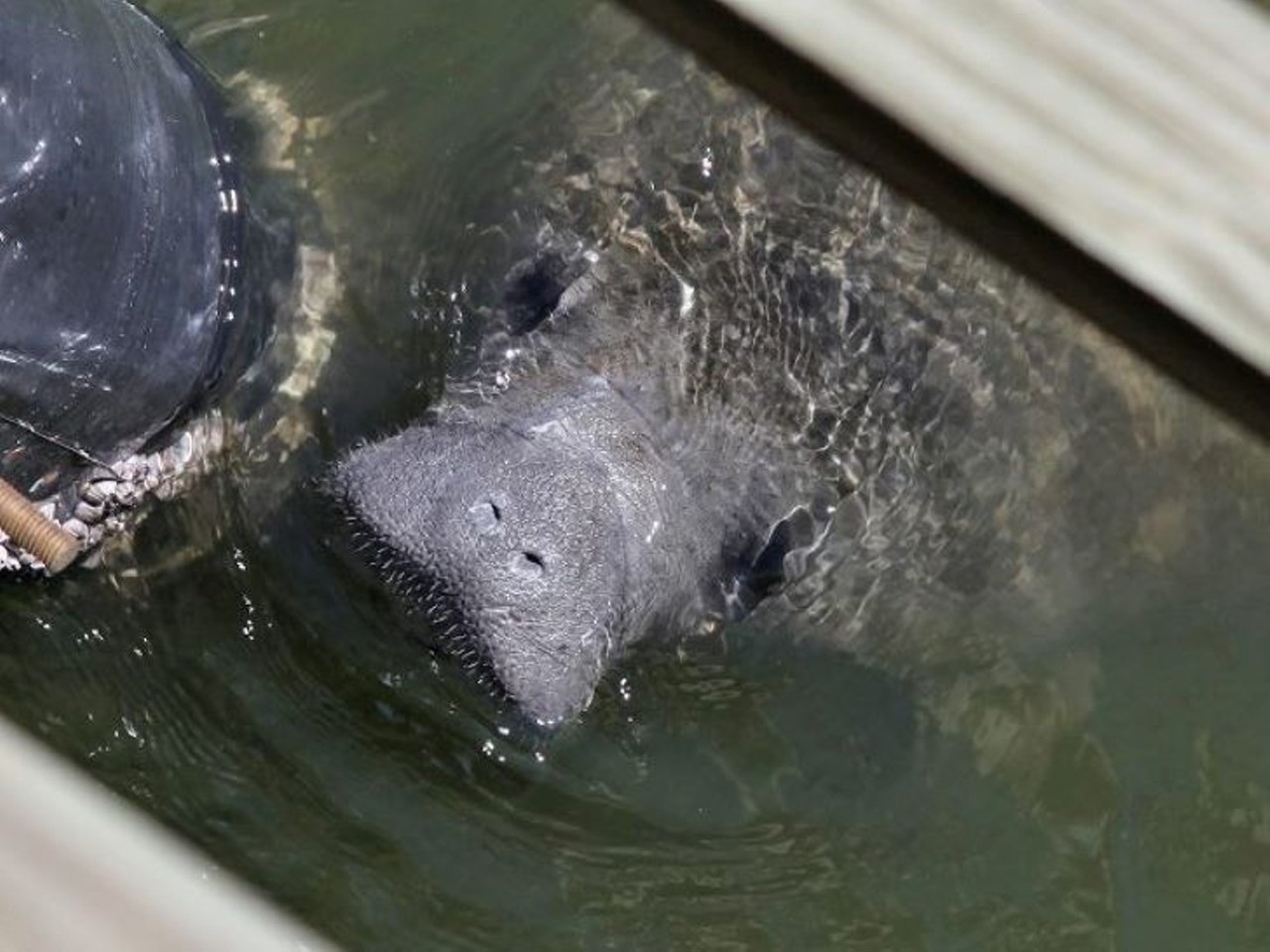  Manatee Viewing Center 
6990 Dickman Rd Apollo Beach, FL 33572,  813-228-4289 
Despite Manatee season only being a few months long, Tampa Electric Manatee Viewing Center offers year round activities and scenic views including a butterfly garden, a wildlife observation tower, and  mangrove-packed nature trail. 
Photo via  Manatee Viewing Center/Tampa
