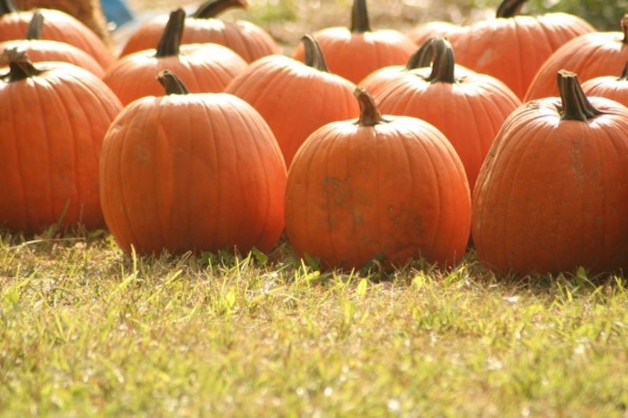 Kirk Church of Dunedin Pumpkin Patch
2686 Bayshore Blvd. Dunedin, FL
Dates: Through October
New Mexican pumpkins? Well, if you haven&#146;t tried one yet the Kirk Church of Dunedin is serving them up all October long for their fall pumpkin patch. Profits from each pumpkin sold will go towards helping fund the non-profit church. 
Photo via kirkchurch.sundaystreamswebsites.com