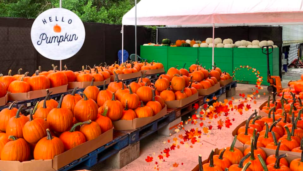 Tampa Bay Farmers Market Pumpkin Patch
10001 North Armenia Avenue, Tampa, FL
Dates: October 1
Open 7 days a week, this family-owned business has been up and running for 25 years, with pumpkins and unique fall-themed gifts to get for yourself or a loved one.
Photo via Tampa Bay Farmer&#146;s Market/Facebook