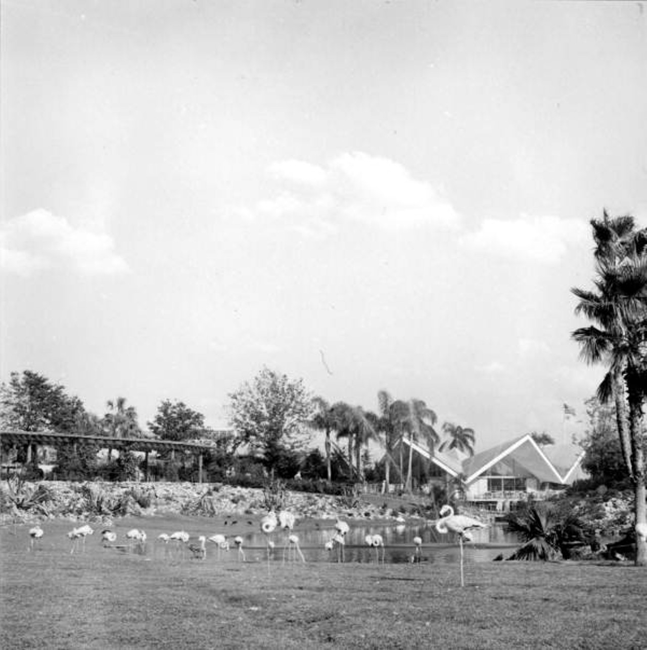 View of flamingos at Busch Gardens. 1960.