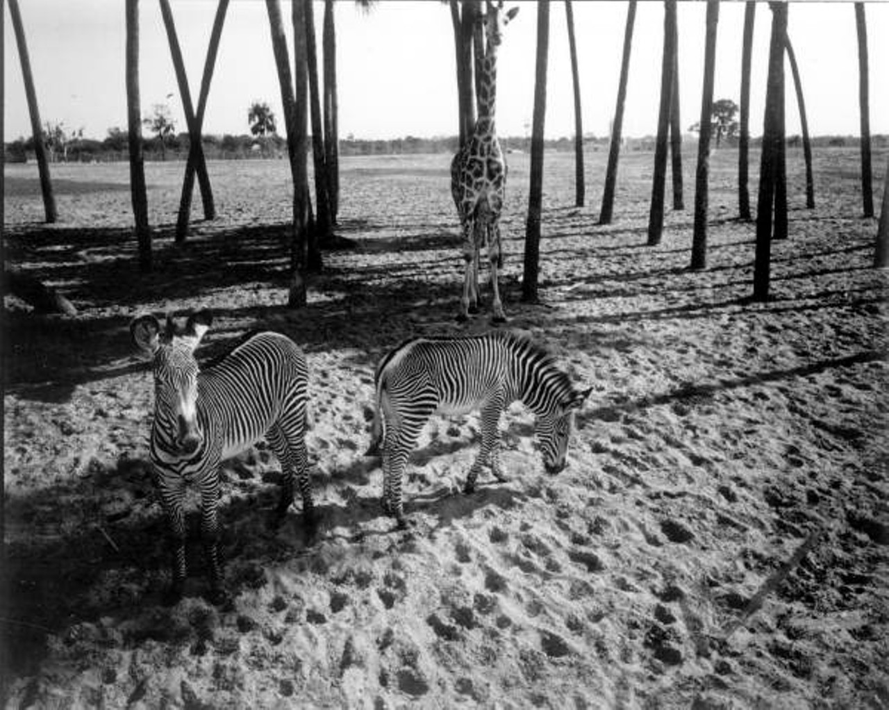 Zebras with giraffe at Busch Gardens. 1970.