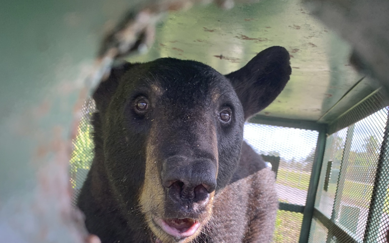 After FWC’s two failed attempts to tranquilize the bear, it entered the trap set up at Tampa International Airport.