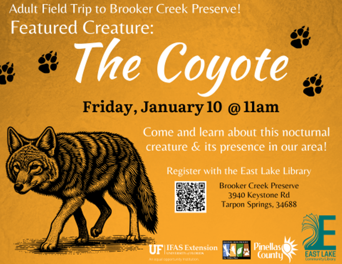 The Coyote