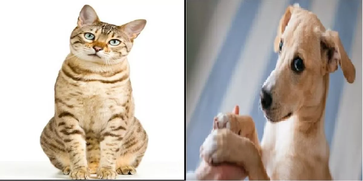 Social for Singles, New in Town , and pets