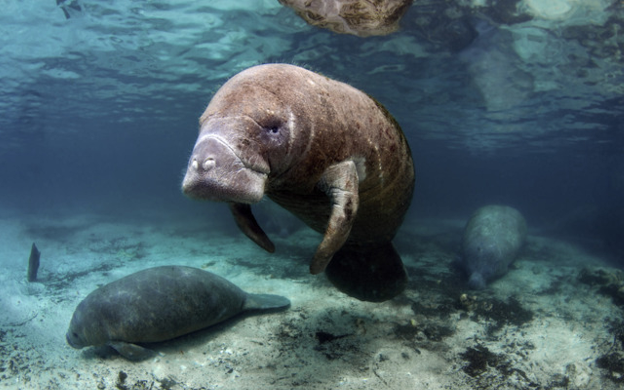 After record deaths, Florida set to create 'seasonal' manatee protections