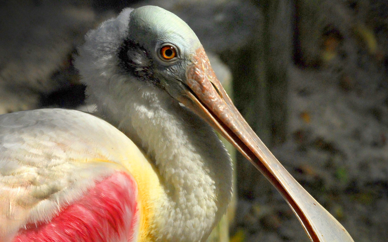 This roseate spoonbill was a resident of the sanctuary at the time of this photo, before ownership changed.
