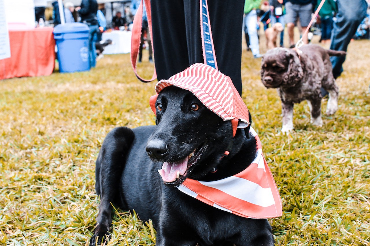 All the adorable dogs we saw at the 2019 Dogtoberfest in Dunedin