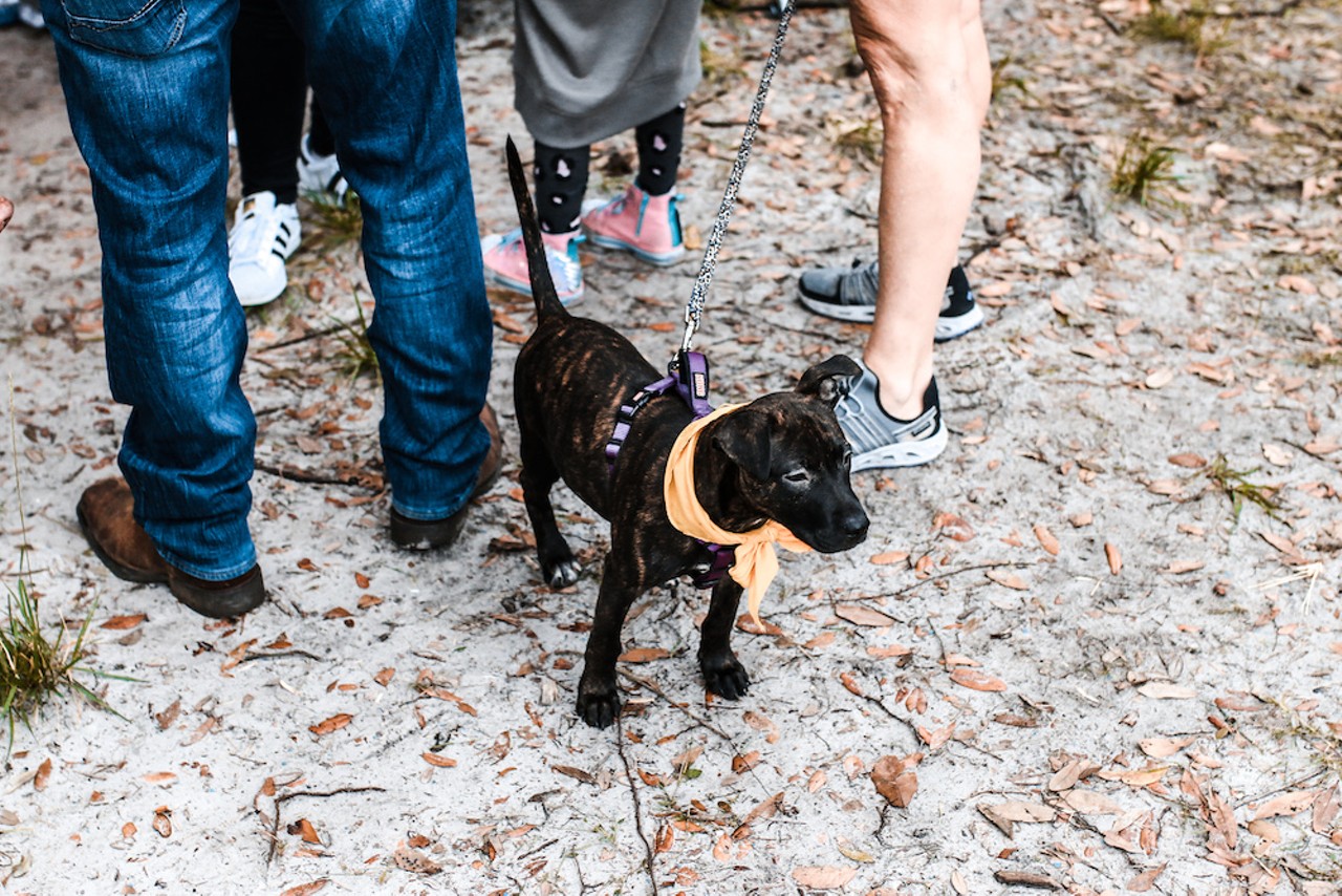 All the adorable dogs we saw at the 2019 Dogtoberfest in Dunedin