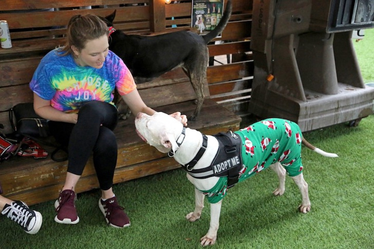 All the pooches we saw at the Dog Bar's 3rd annual 'Onesie Pawty' in St. Pete