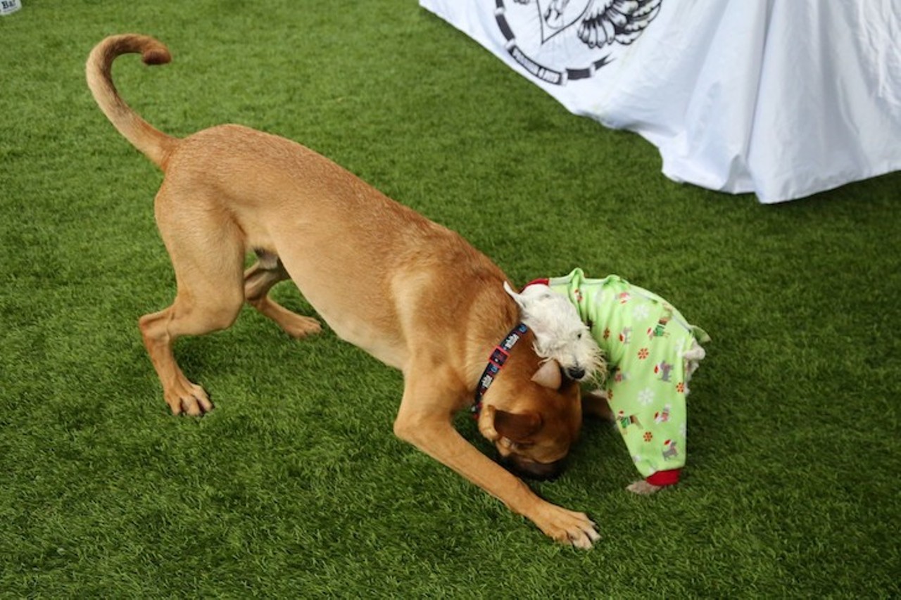 All the pooches we saw at the Dog Bar's 3rd annual 'Onesie Pawty' in St. Pete