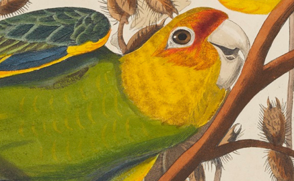 Detail from a print depicting Carolina parakeets (Plate 26) from Birds of America, by John James Audubon. © National Museums Scotland