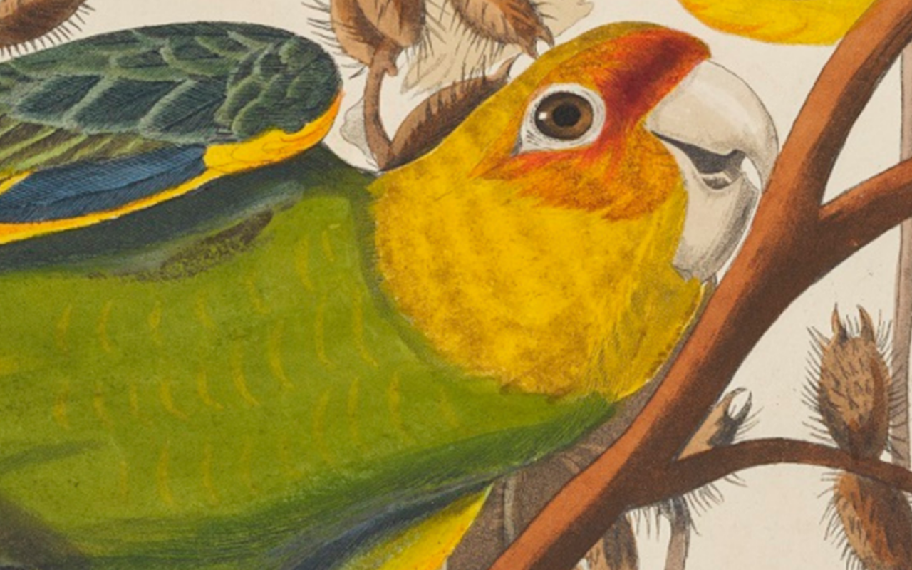 Detail from a print depicting Carolina parakeets (Plate 26) from Birds of America, by John James Audubon. © National Museums Scotland