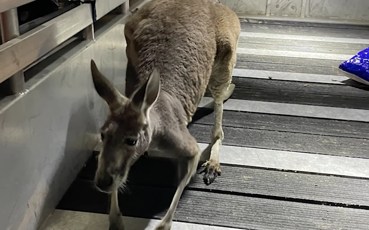 Authorities capture kangaroo running through Temple Terrace backyards
