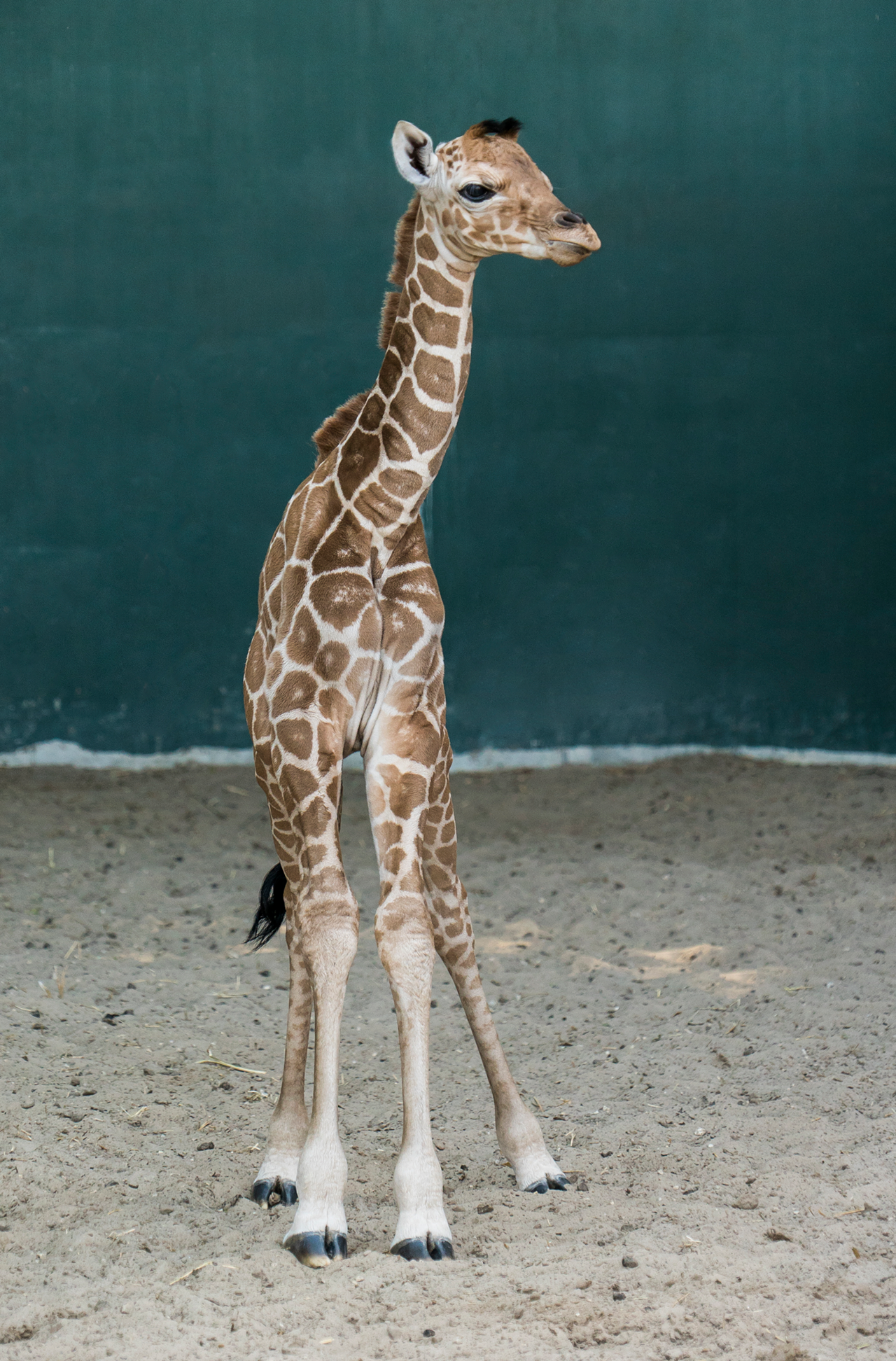 At only a few days old, this giraffe is already taller than about half the editorial staff at CL.