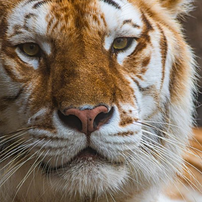 Bengal tiger at Busch Gardens Tampa Bay dies after 'atypical interaction' with her brother