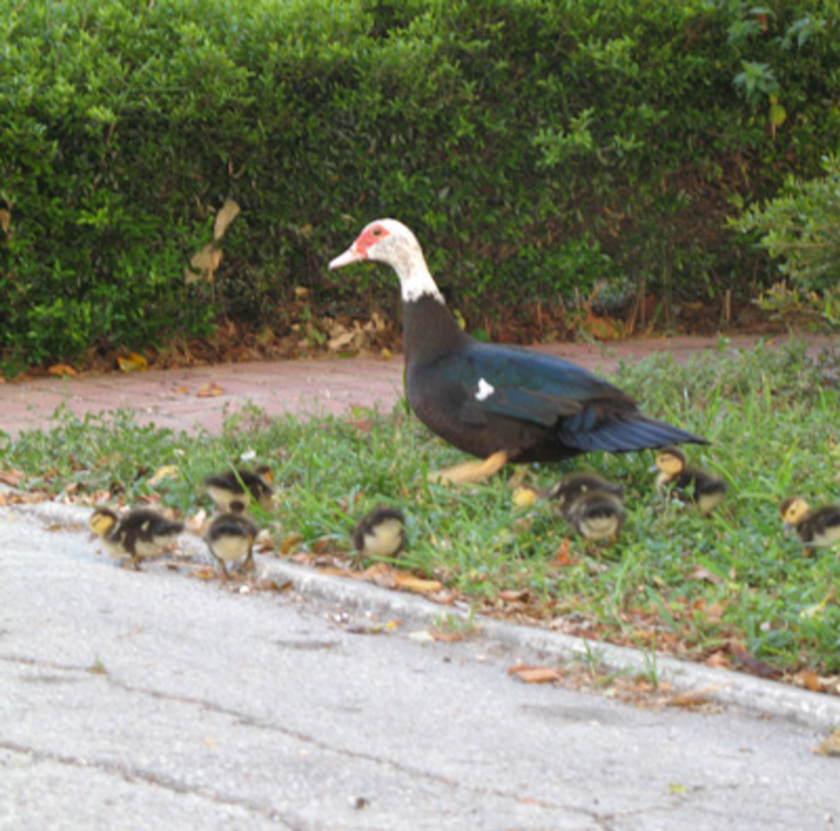 BEST CITY PLAGUE: Ducks in Kenneth City