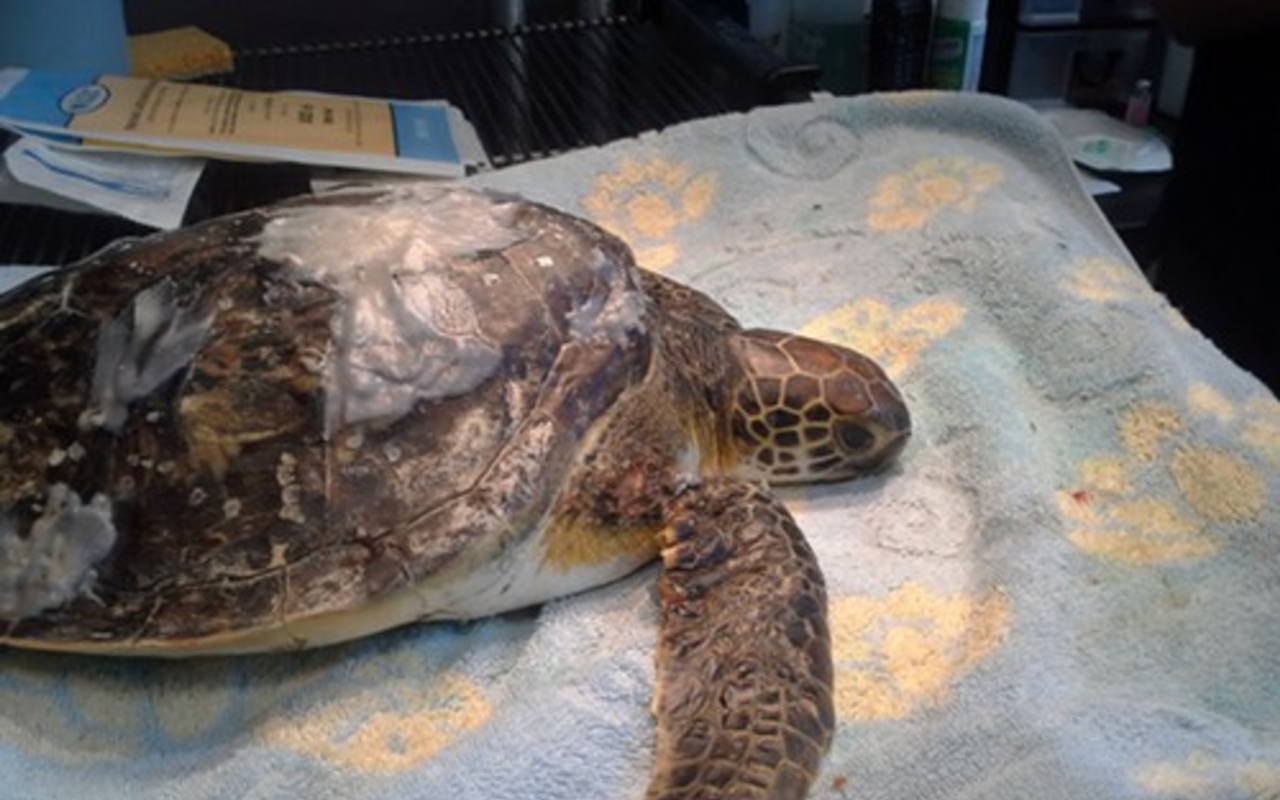 TATER TOT: Young sea turtle Tater on the operating table.