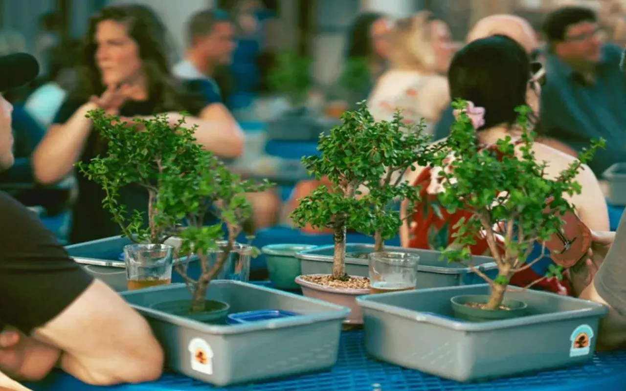 Image: Bonsai and Brews at The Brass Tap | Carrollwood