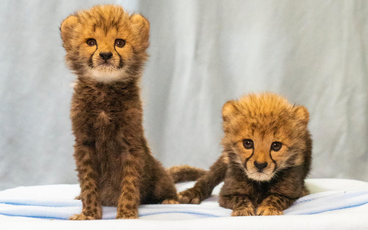 Busch Gardens Tampa Bay just welcomed two new baby cheetahs