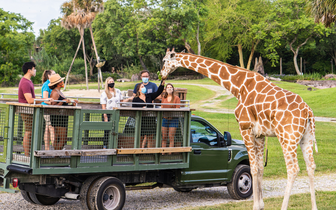 Busch Gardens Tampa Bay reopens Safari Tour with new social distancing procedures