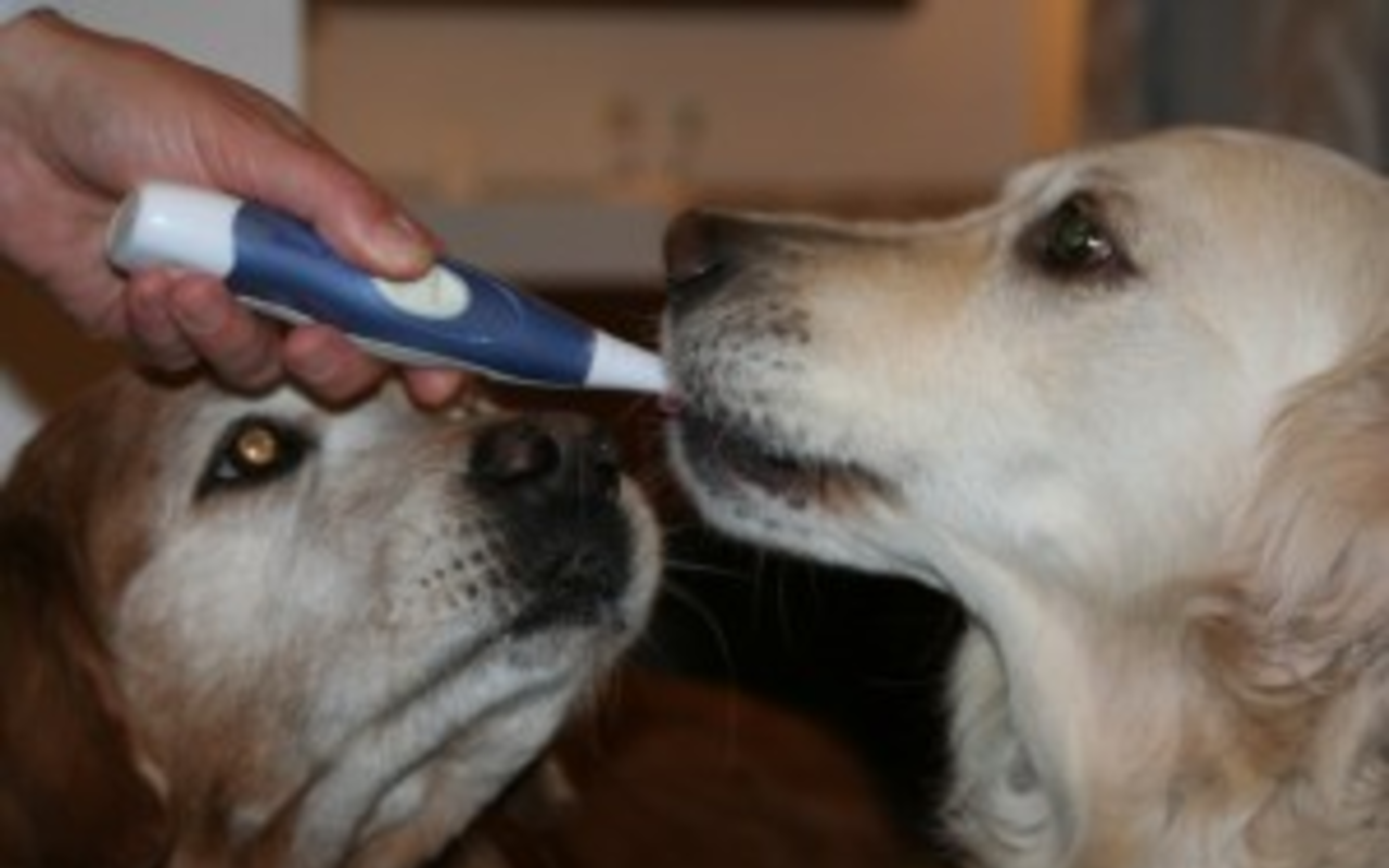 Buzz off, dog breath: Why you should brush your dog's teeth