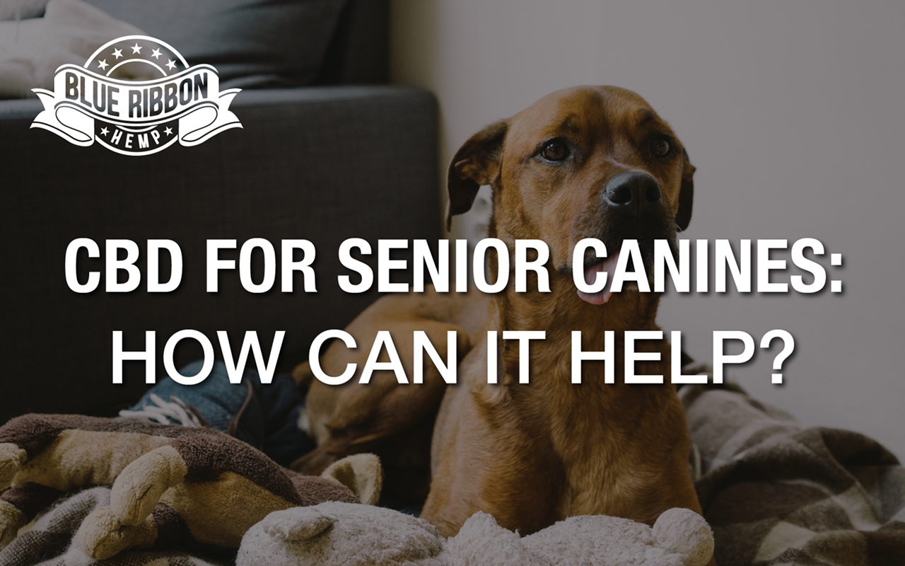 CBD for Senior Canines