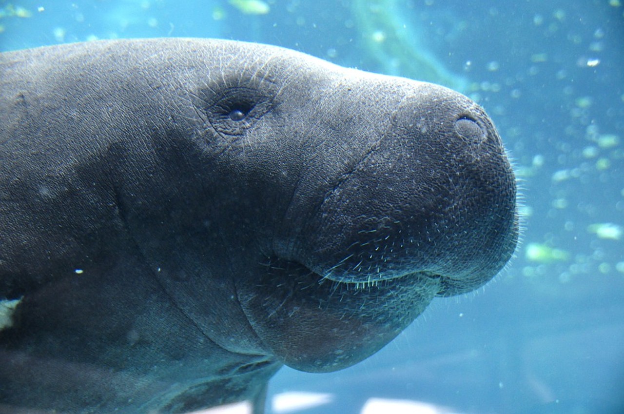 In colder months, watch the manatee at the TECO viewing center in Apollo Beach
When the water&#146;s cold, these gentle giants bask in the warm waters near Ruskin.
Photo via pixabay.