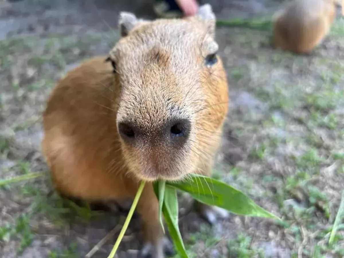 Capybara at Clearwater Marine Aquarium