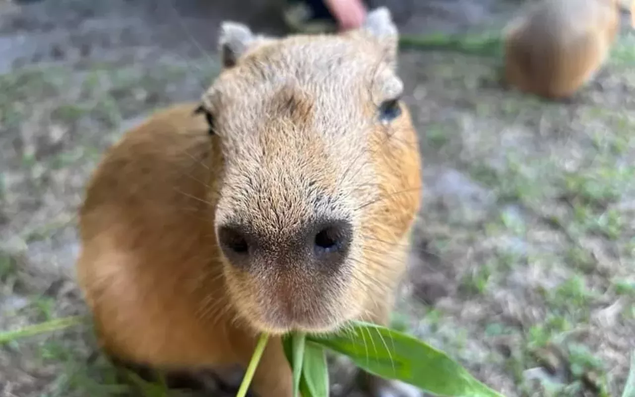 Image: Chillout with Capybaras at Clearwater Marine Aquarium