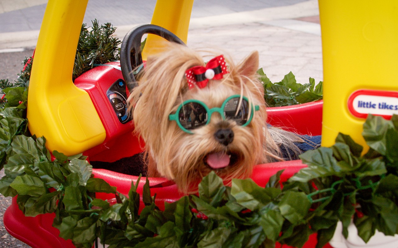 Clearwater Home for the Holidays "PAWS-on-PARADE"
