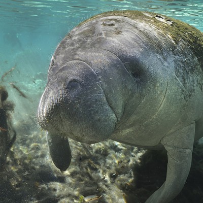 Clearwater Marine Aquarium plans to turn Winter’s old habitat into new manatee rescue and rehab center
