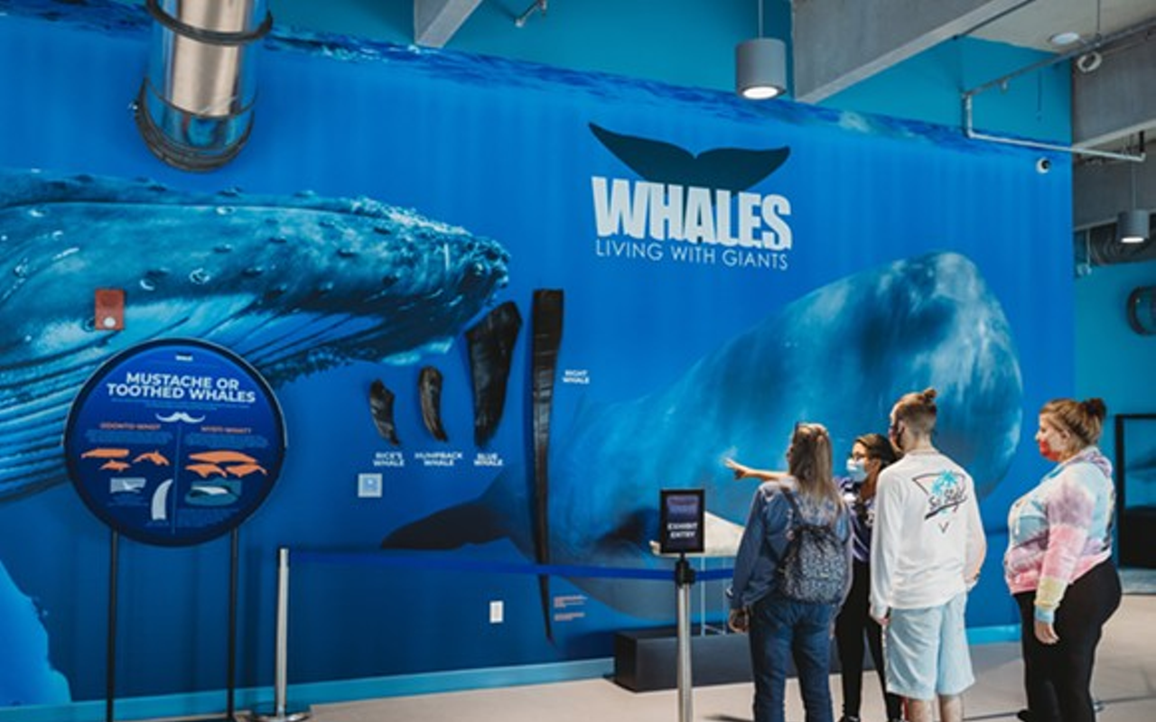 Clearwater Marine Aquarium to star in new whale rescue documentary