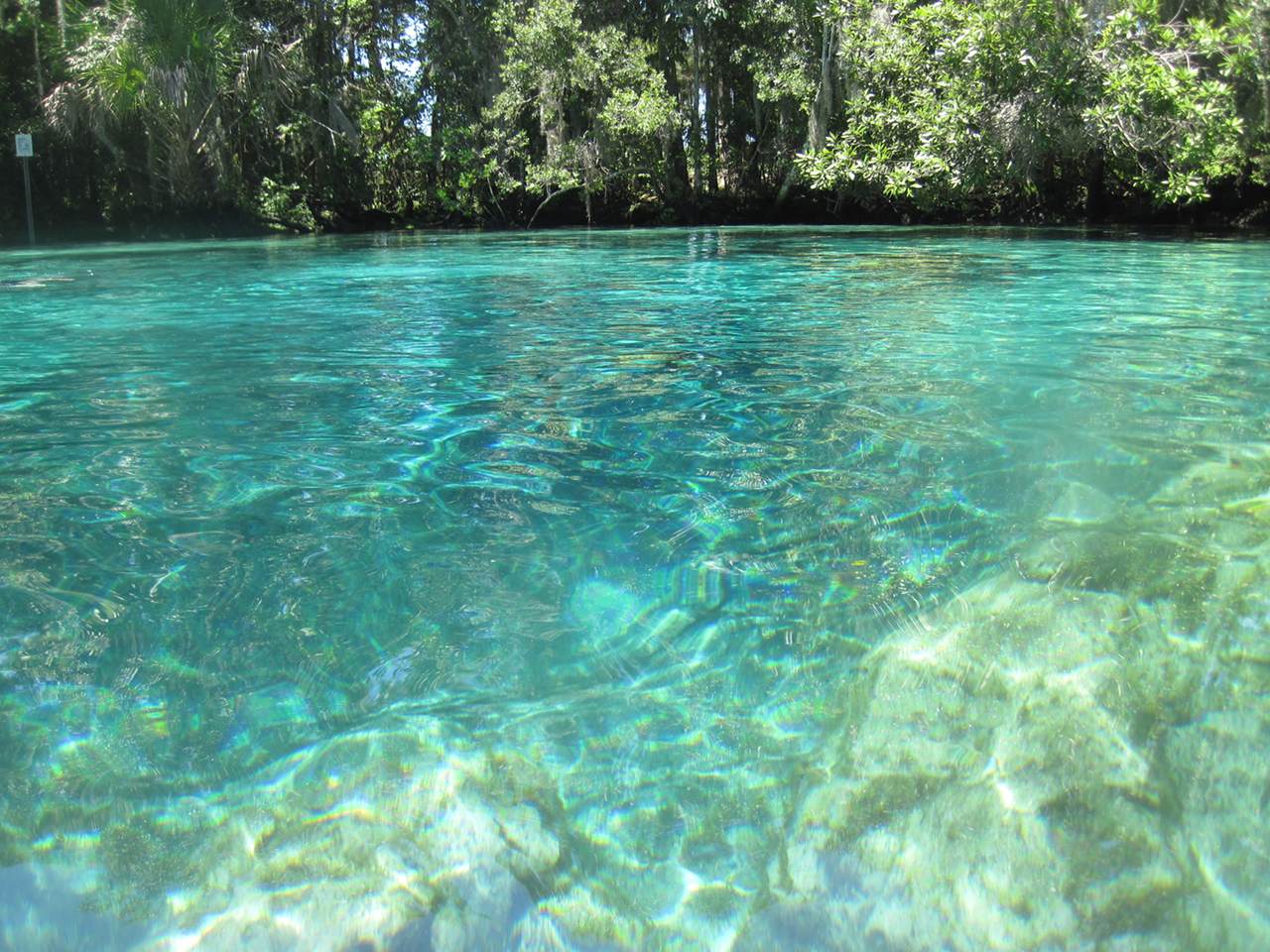 Cool Off at the Best Natural Springs in Florida