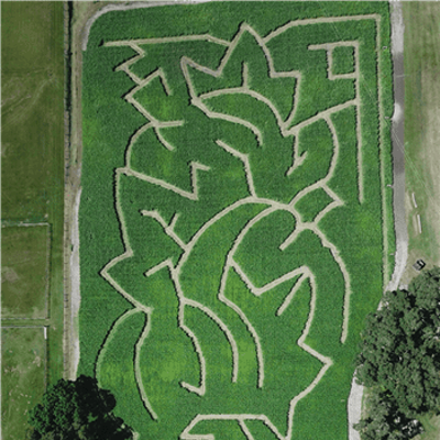 Corn Maze and Pumpkin Patch @ Sweetfields Farm