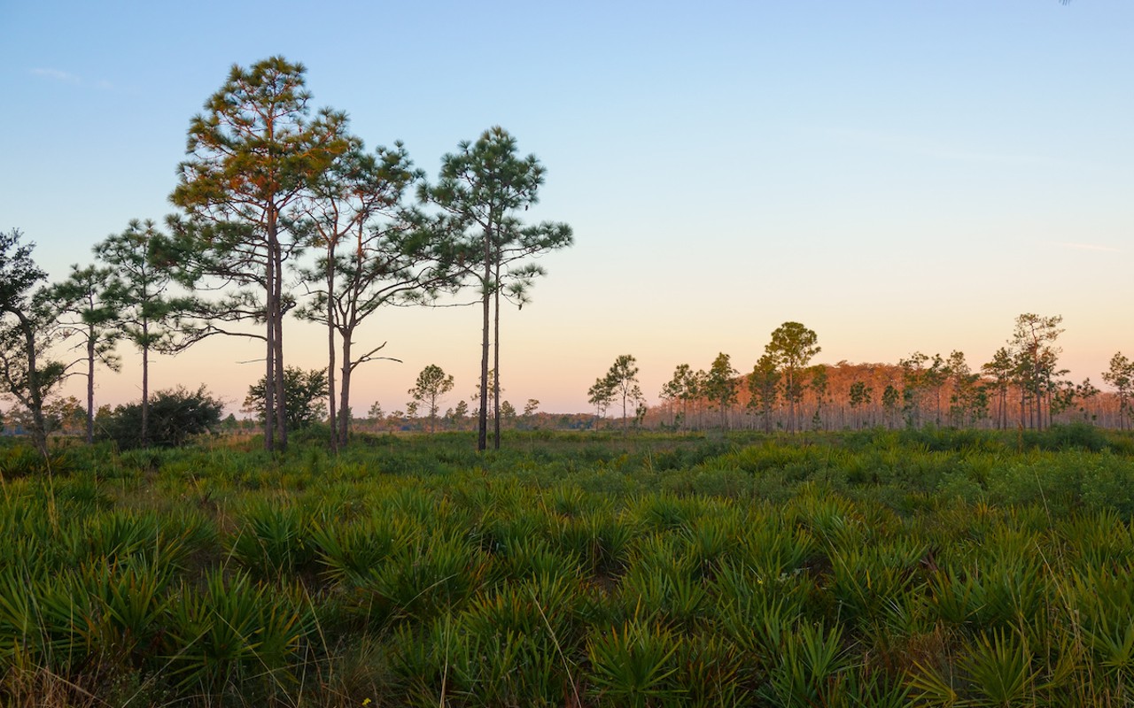 Three Lakes Wildlife Management Area south of Orlando, Florida.