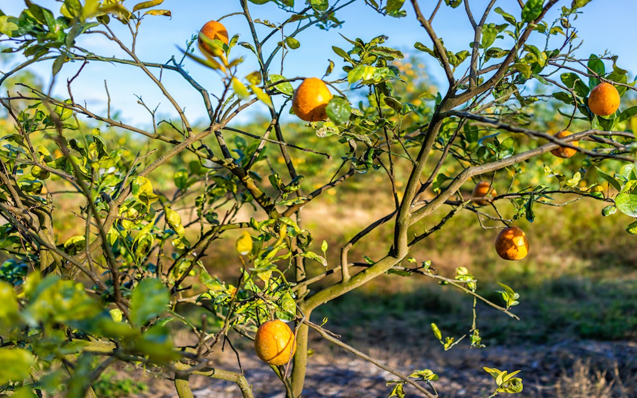 The U.S. Department of Agriculture on Friday released a report that estimated Florida will produce 15.75 million boxes of oranges this season.