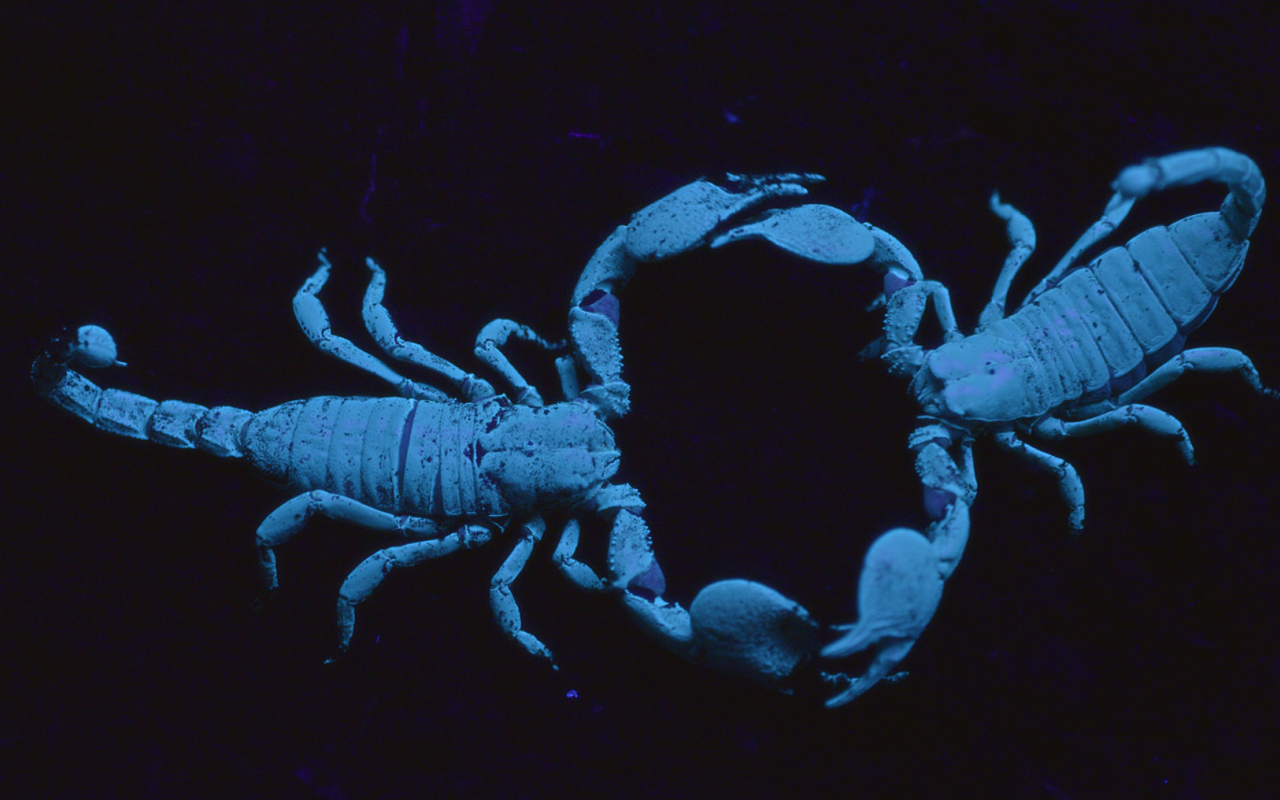 Forget Fifty Shades of Grey: Scorpions glow.