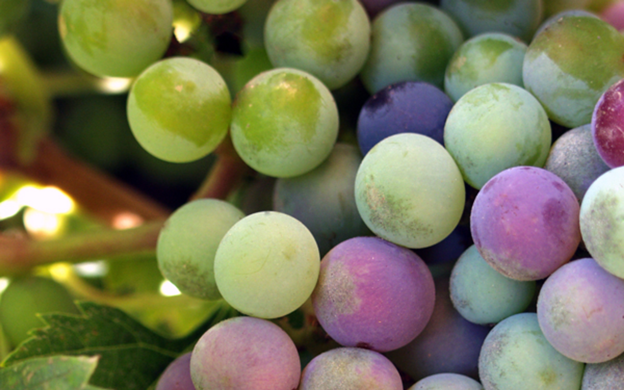 Think of this story the next time you buy grapes at the supermarket.