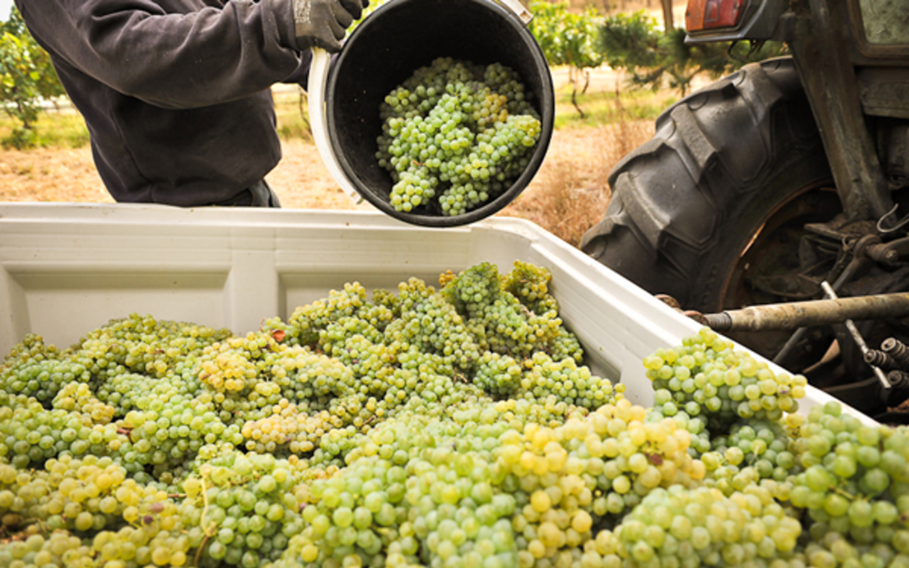 Grüner veltliner grapes bring lychee and white pepper to the palate.
