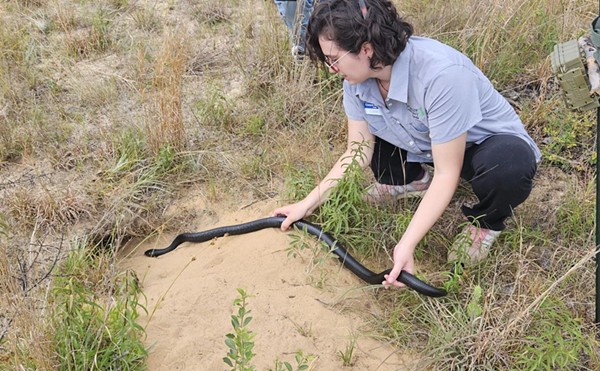 Carson Peña of The Nature Conservancy releases an eastern indigo snake into a gopher tortoise burrow at the Apalachicola Bluffs and Ravines Preserve north of Bristol.