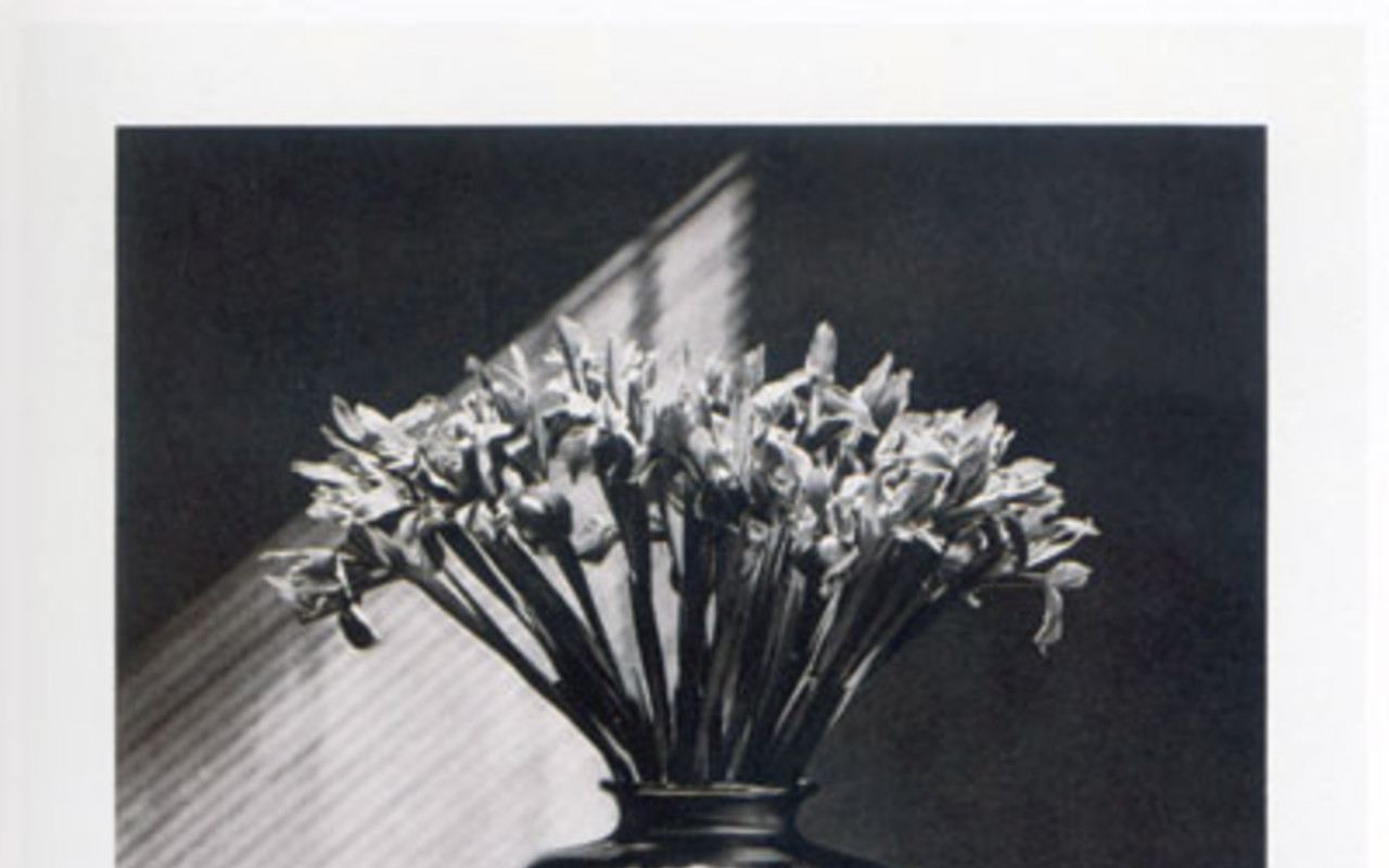 SILK DEGREES: Robert Mapplethorpes Irises (Photogravure, 1987)
