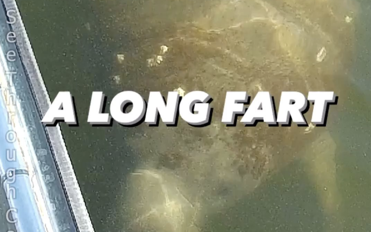 Enjoy this video of a massive Florida manatee fart