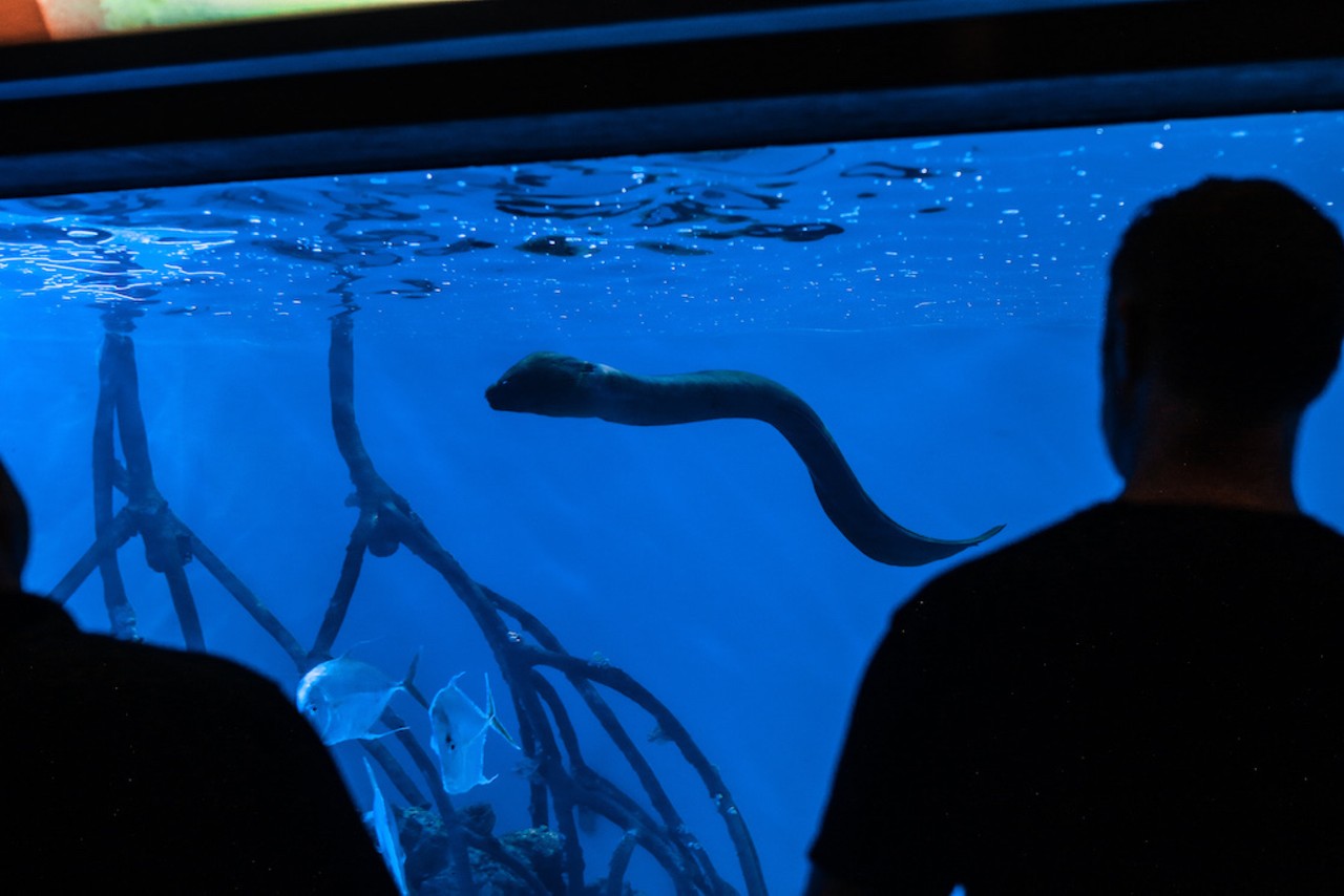 Everyone we saw at Florida Aquarium's Brews By the Bay in Tampa