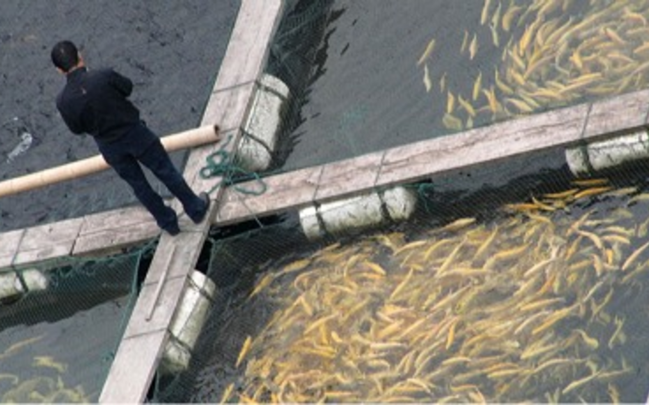Farm-raised fish can still absorb mercury, since most fish farms are located in the ocean, close to or abutting the shoreline. They can also absorb PCBs and dioxins, as the near-shore waters they occupy are the first stop for run-off from land-based sources of pollution. Pictured:  A fish farm in Shanghai.