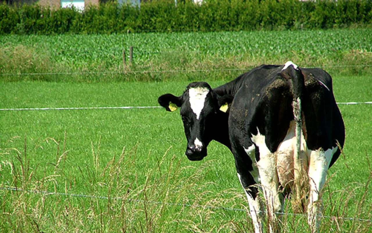 Fight climate change with cow poo (video)