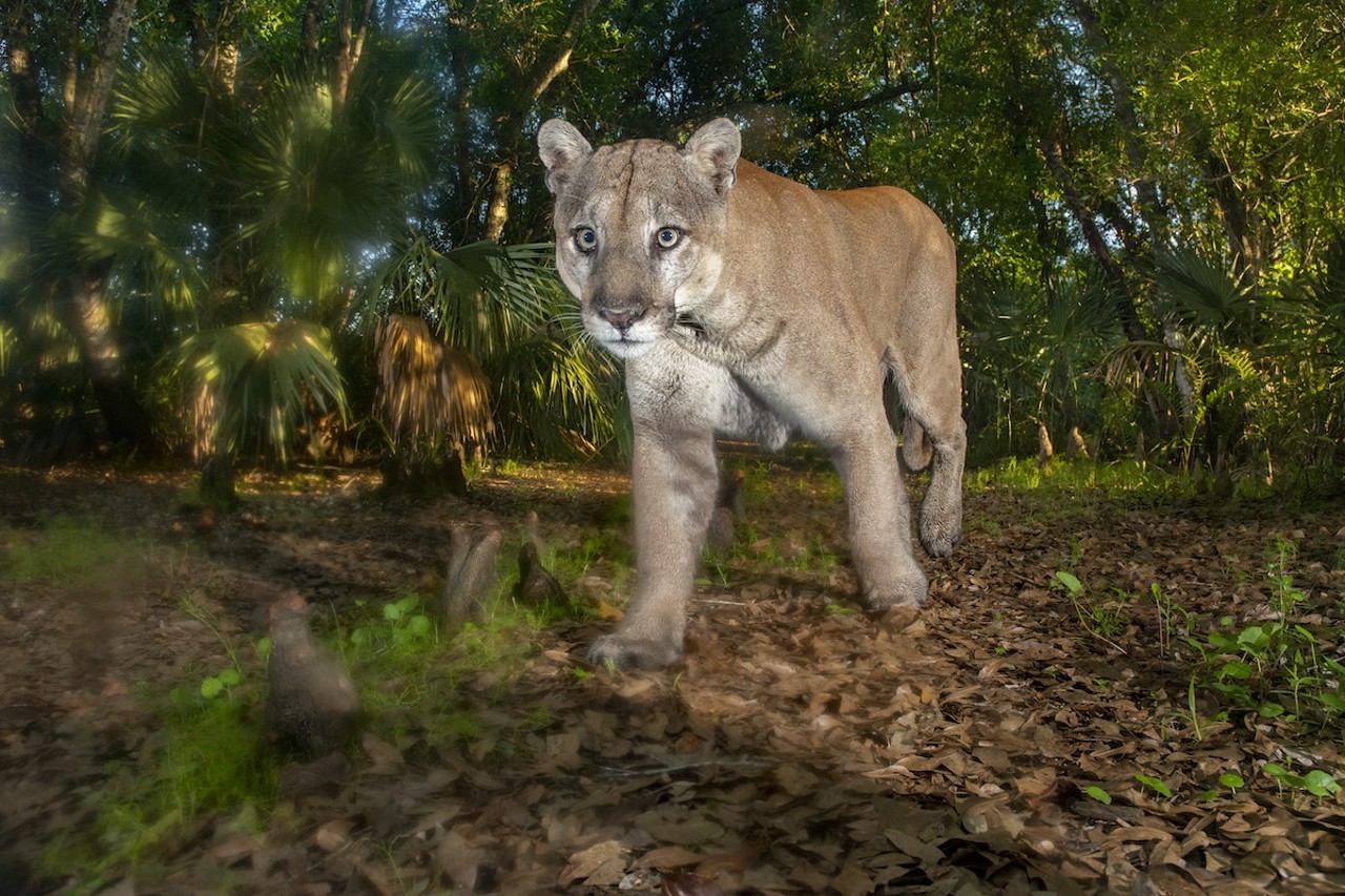A mature male panther triggers a camera in early morning light at Babcock Ranch State Preserve. Distinguished by his square head and J-shaped tail, he was the only male documented by this camera in the territory where the first female had been seen.